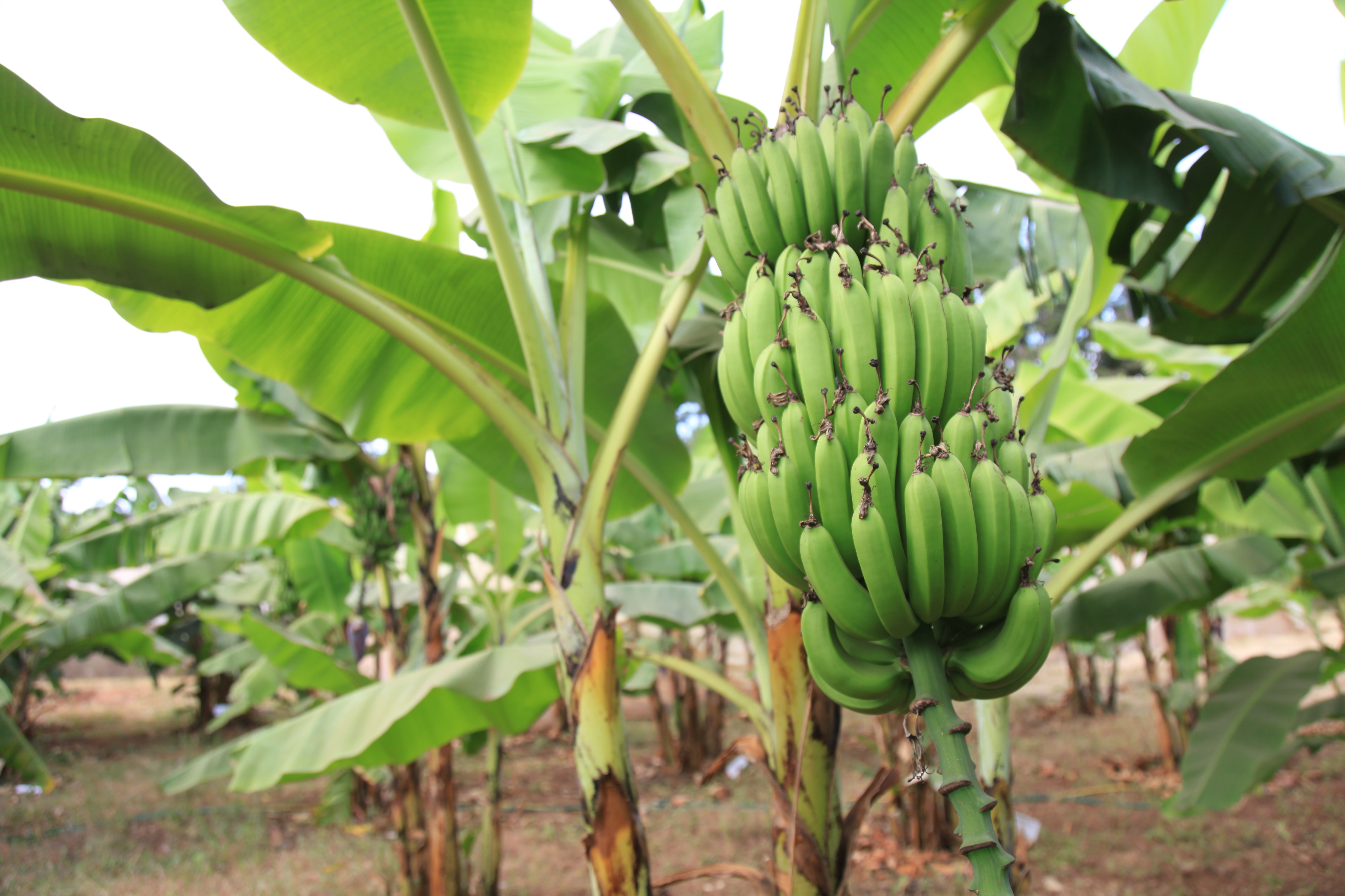 Banana plantation 