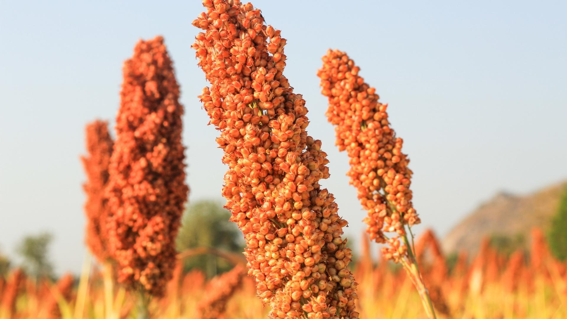 Sorghum panicles