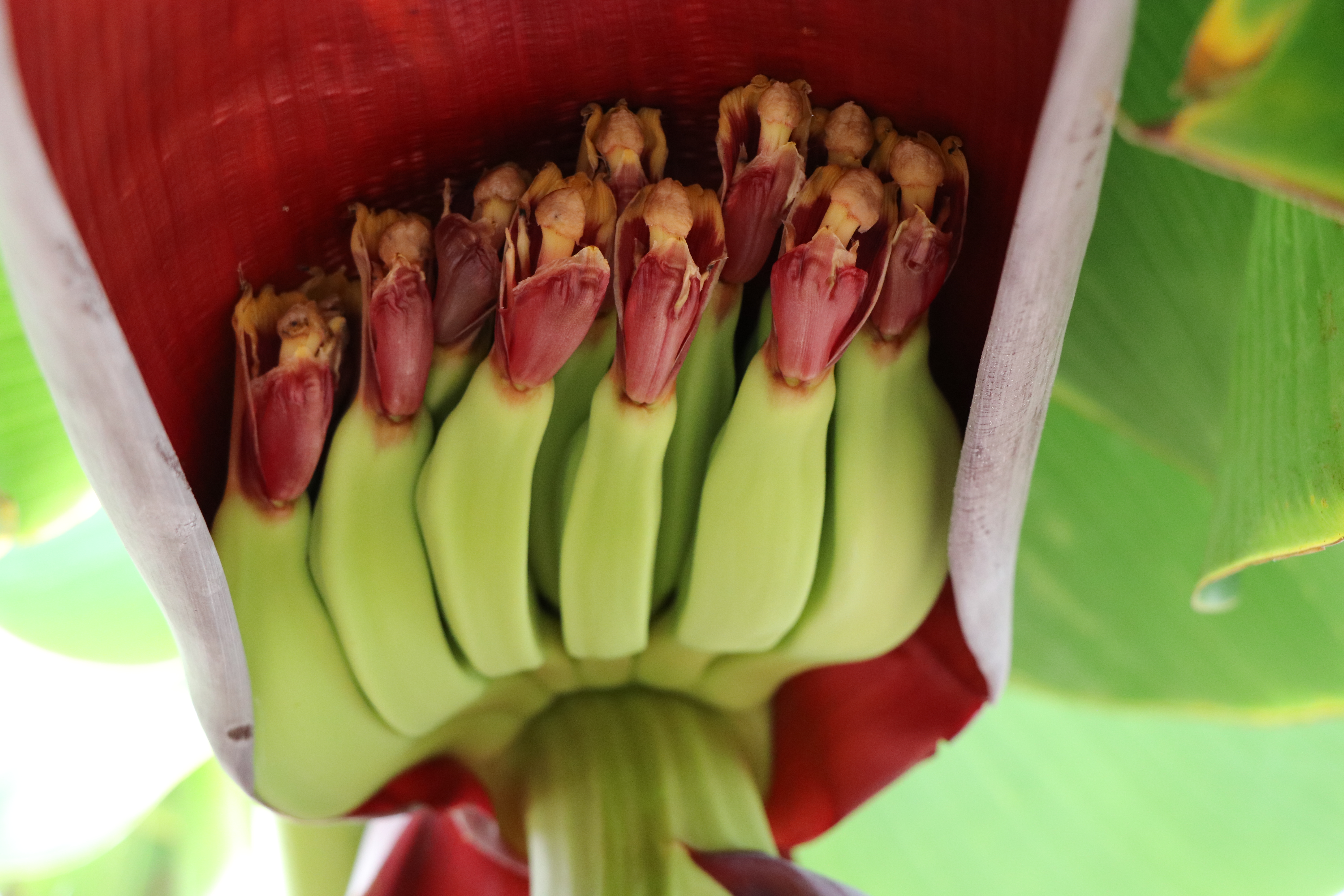 banana