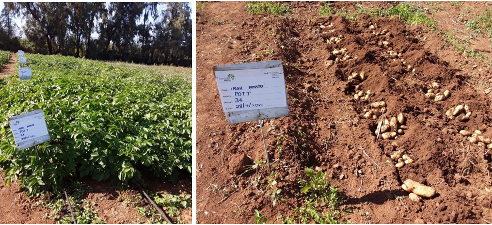 potatoes 4 future