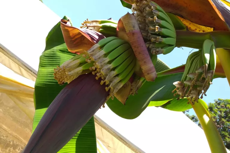 Narita hybrids Uganda