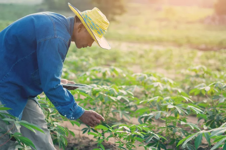 Cassava and gene editing