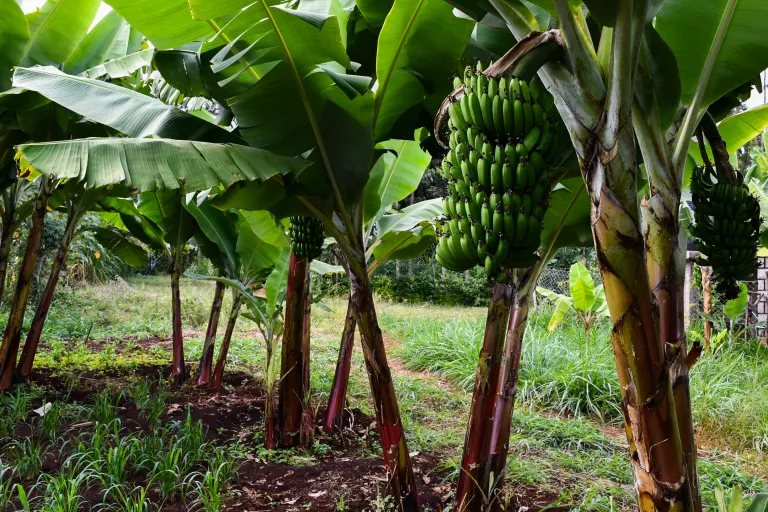 Narita hybrid banana