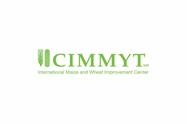 CIMMYT