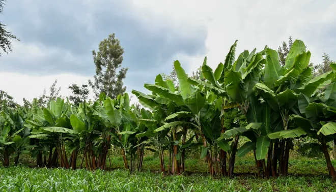 banana plantage