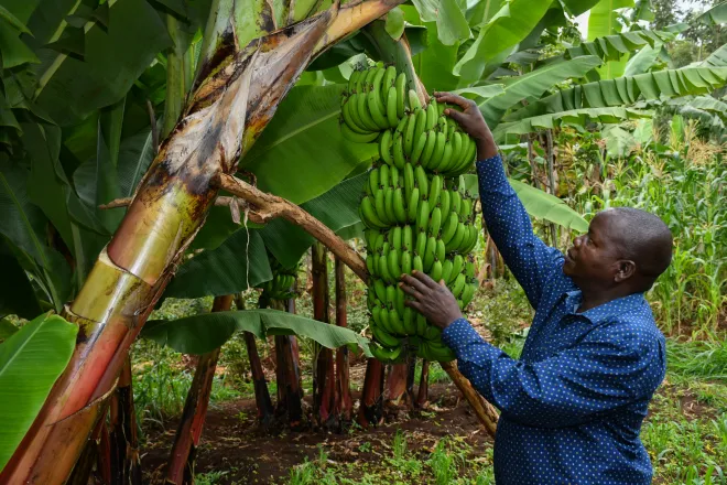 Bananas in Africa