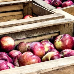 apples 