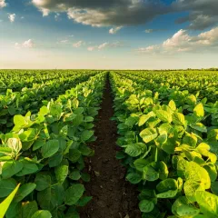 soybean