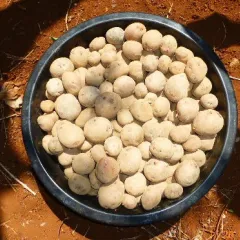 Potatoes 